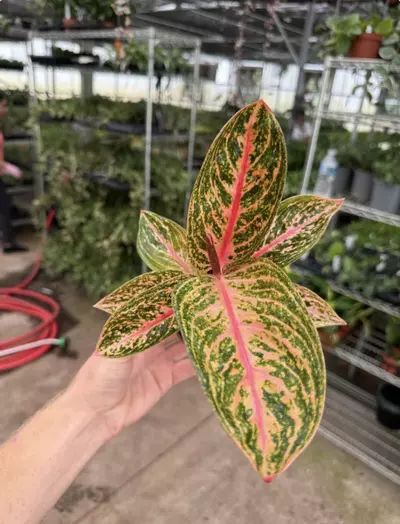plant/Aglaonema Golden Powder 4” pot growers choice-2-thumbnail