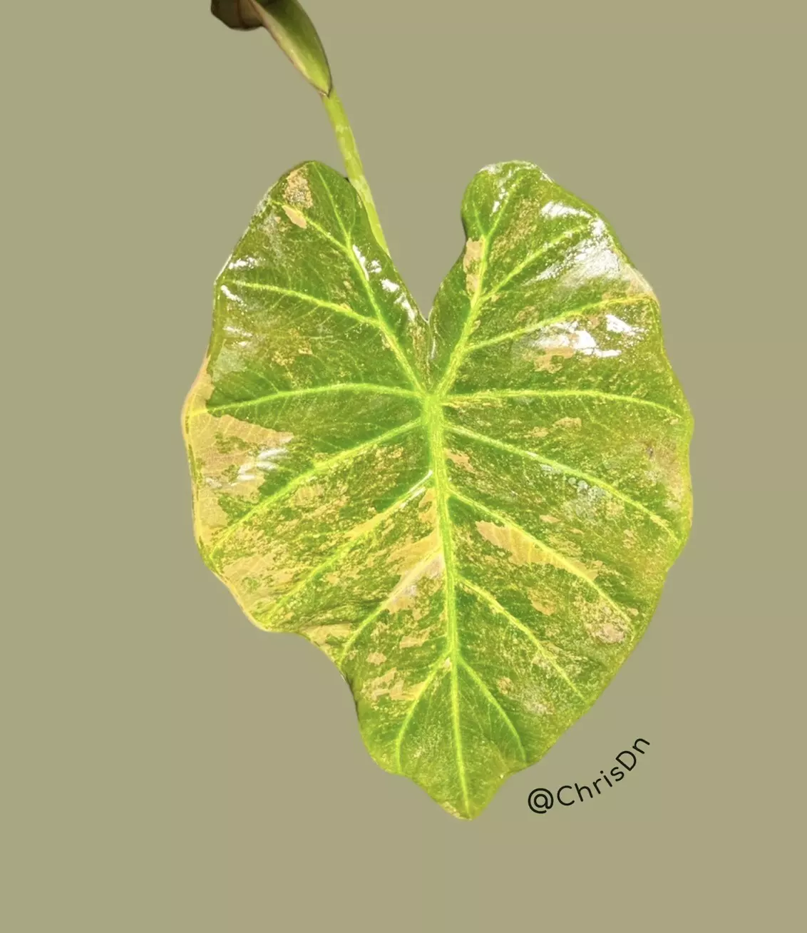 plant/Corm A - Aurea Variegated Alocasia Regal Shield-1