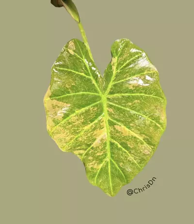 plant/Corm A - Aurea Variegated Alocasia Regal Shield-1-thumbnail