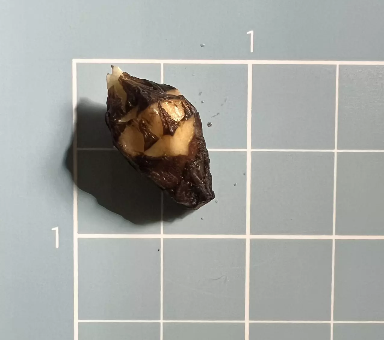 plant/Corm E - Albo Variegated Alocasia Platinum Bisma-3