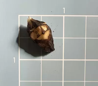 plant/Corm E - Albo Variegated Alocasia Platinum Bisma-3-thumbnail