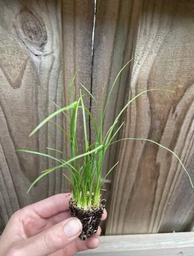 plant/Ponytail Palm starter plant growers choice-2-thumbnail