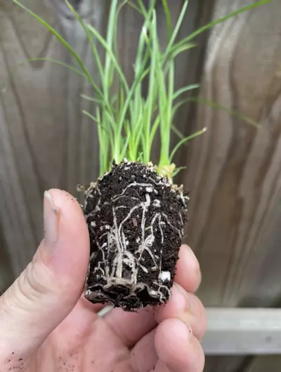plant/Ponytail Palm starter plant growers choice-4-thumbnail