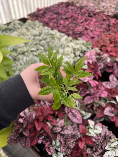 plant/Nandia Domestica ‘Firepower’ starter plant growers choice-0-thumbnail