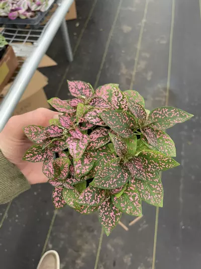 plant/Hypoestes Rose 4” pot growers choice-2-thumbnail