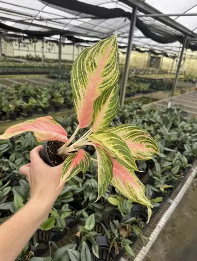 plant/Aglaonema Pink Panama 4” pot growers choice-3-thumbnail