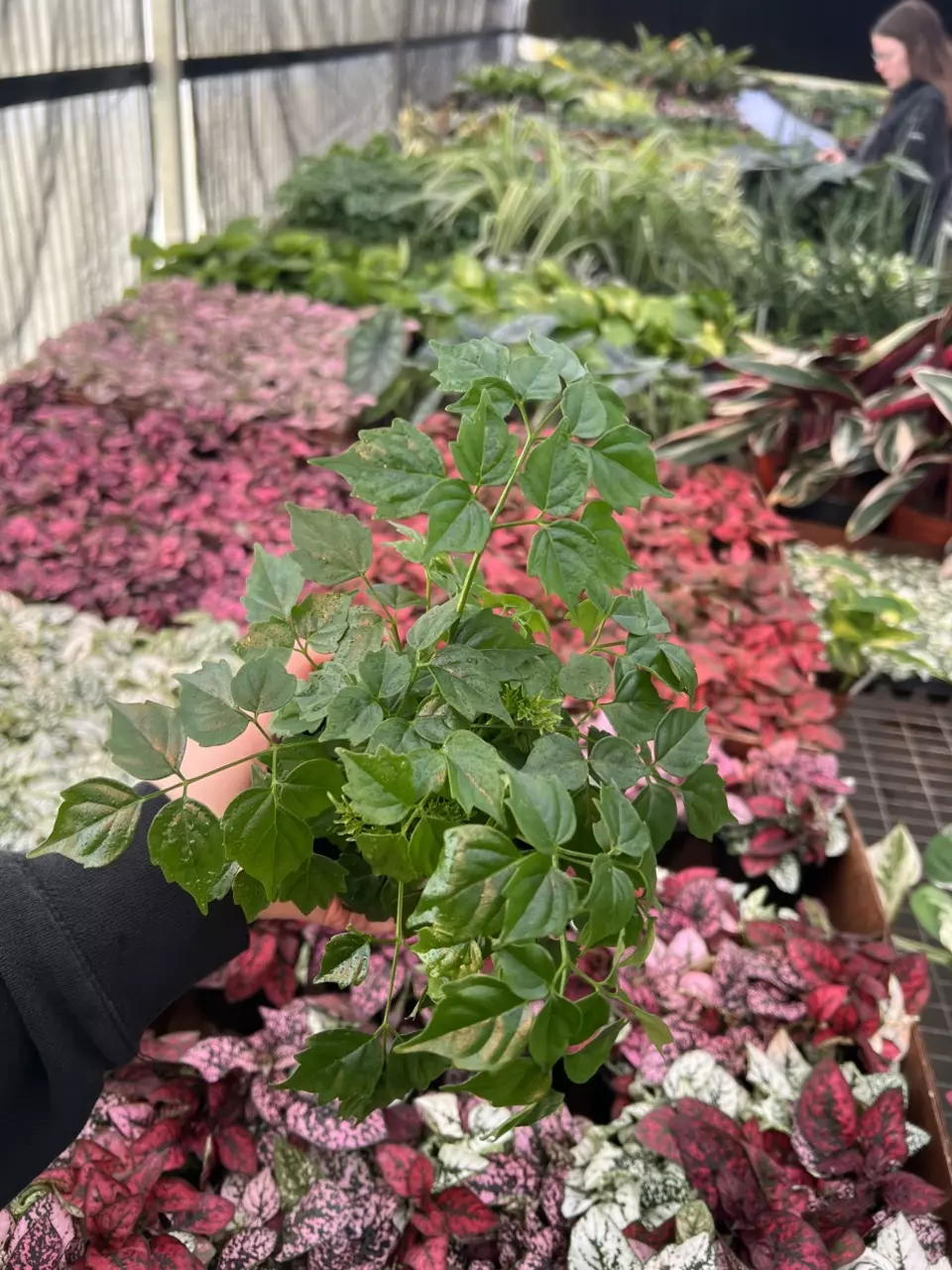 plant/China Doll 4” pot growers choice-6