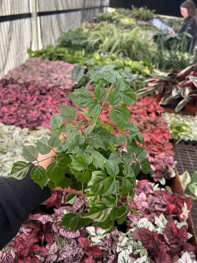 plant/China Doll 4” pot growers choice-6-thumbnail