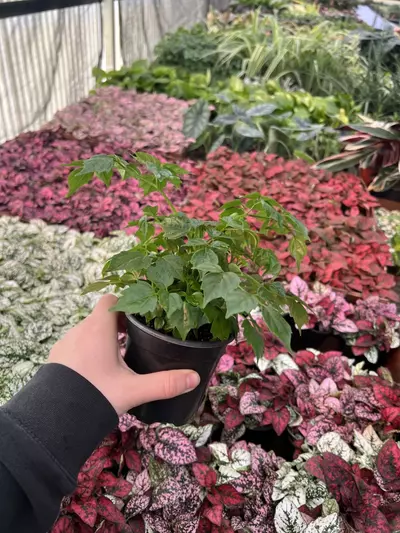 plant/China Doll 4” pot growers choice-3-thumbnail