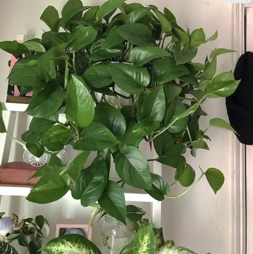 plant/Jade Pothos starter plant growers choice-0