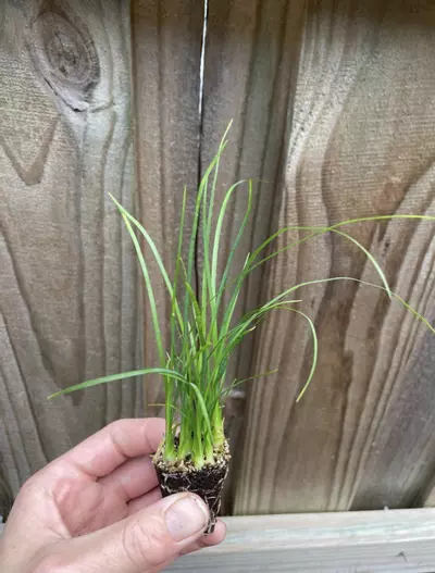 plant/Ponytail Palm starter plant growers choice-1-thumbnail