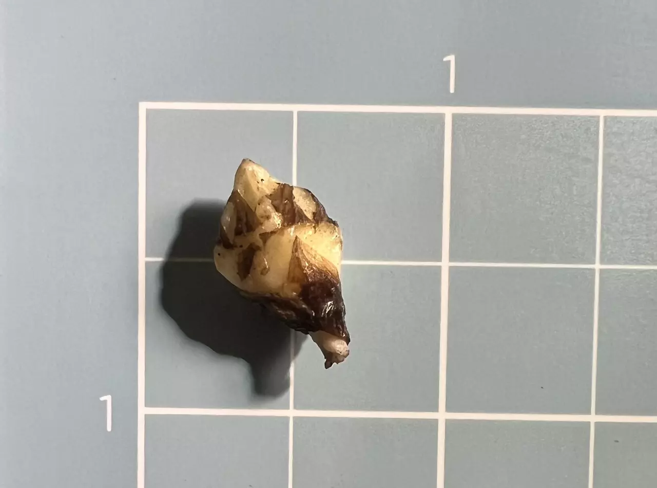 plant/Corm B - Albo Variegated Alocasia Platinum Bisma-3