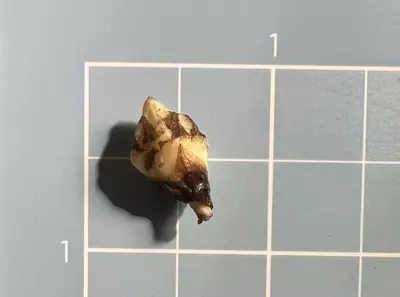 plant/Corm B - Albo Variegated Alocasia Platinum Bisma-3-thumbnail