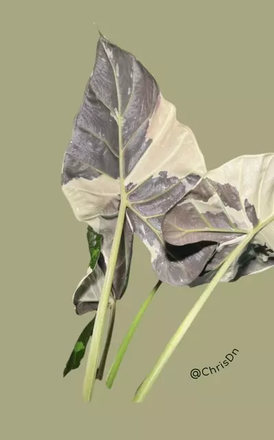 plant/Corm A - Albo Variegated Alocasia Regal Shield-2-thumbnail