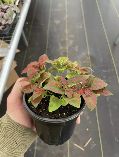 plant/Hypoestes Red 4” pot growers choice-2-thumbnail