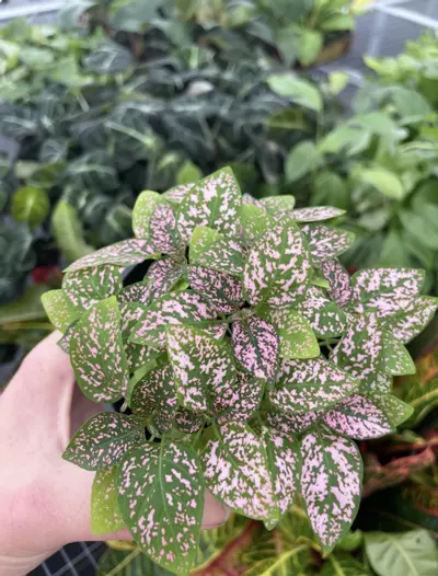 plant/Hypoestes Pink 4” pot growers choice-3-thumbnail