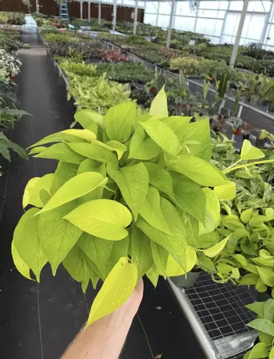 plant/Neon Pothos 6” pot growers choice-5-thumbnail
