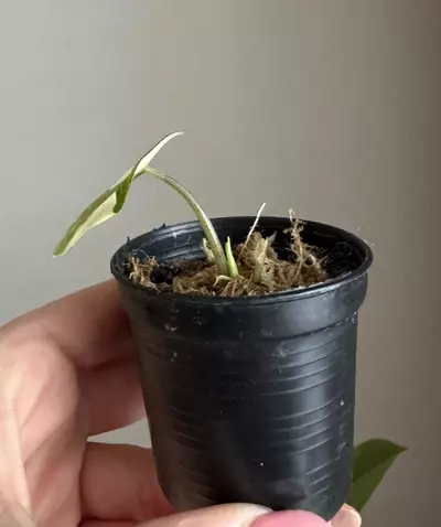 plant/Alocasia Scalprum Lava-1-thumbnail