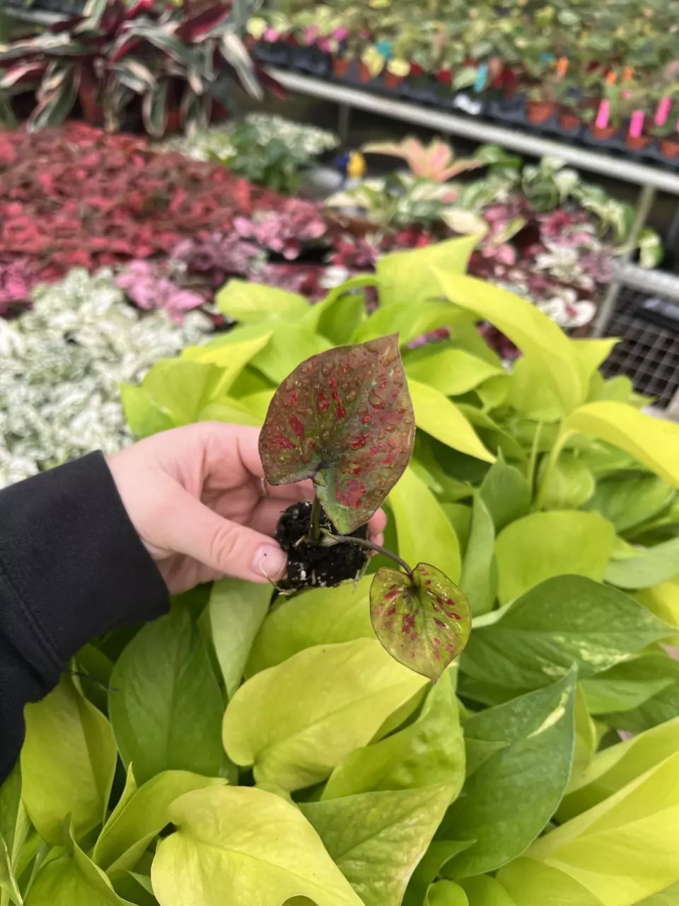 plant/Caladium Thai Red starter plant growers choice-6