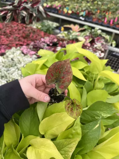 plant/Caladium Thai Red starter plant growers choice-6-thumbnail