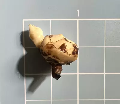 plant/Corm C - Albo Variegated Alocasia Regal Shield-3-thumbnail