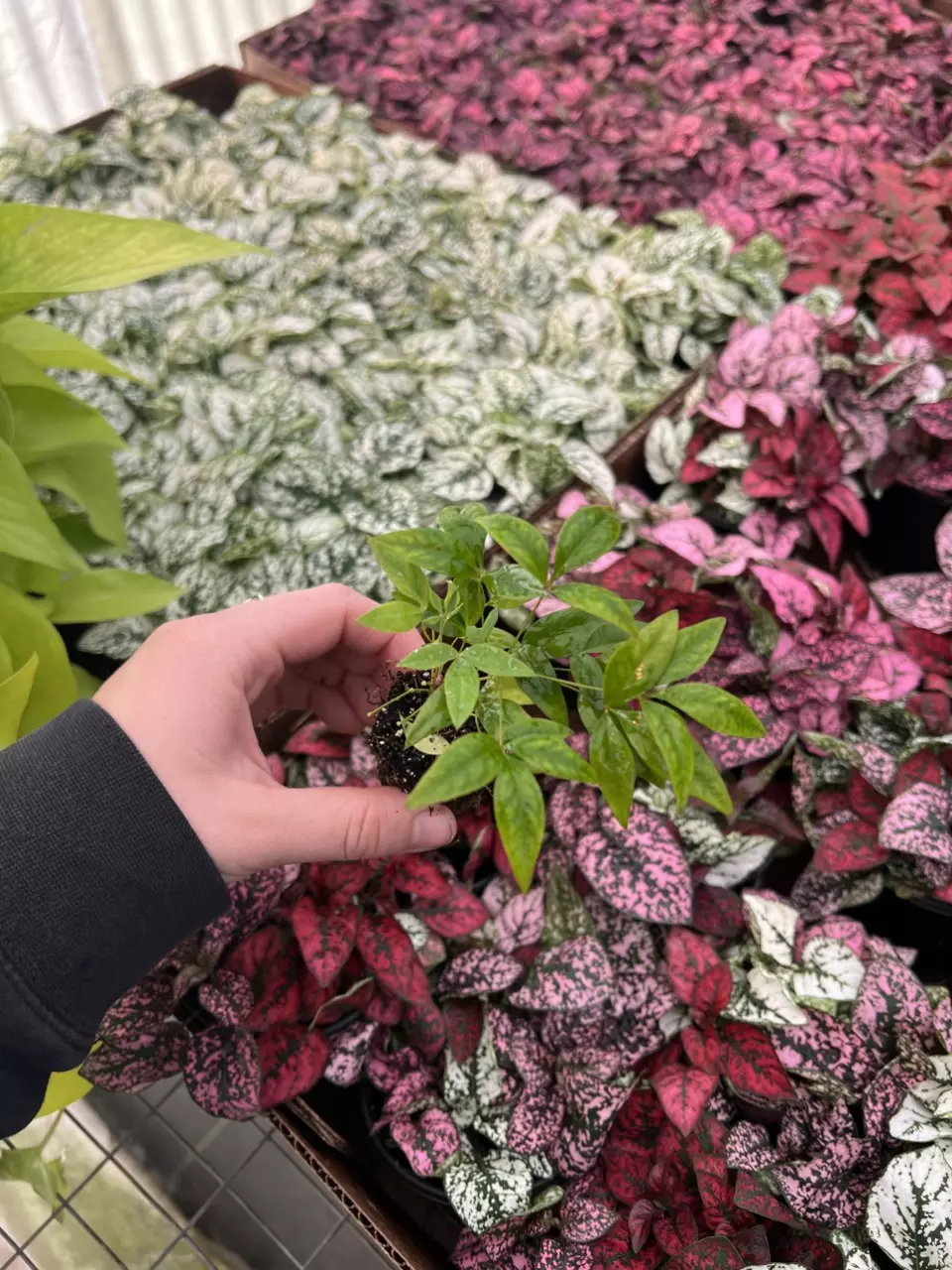 plant/Nandia Domestica ‘Firepower’ starter plant growers choice-6