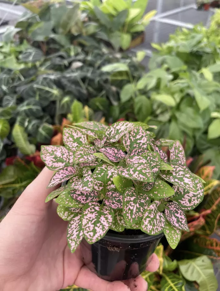 plant/Hypoestes Pink 4” pot growers choice-1