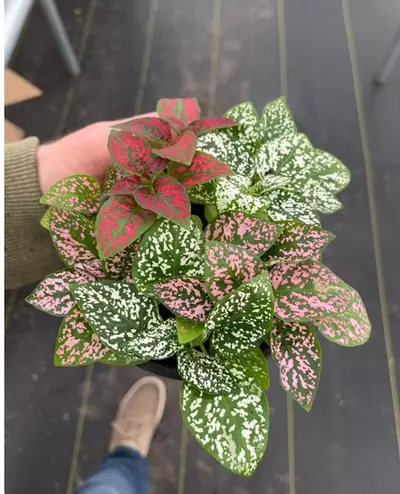 plant/Hypoestes Mixed 4” pot growers choice-0-thumbnail