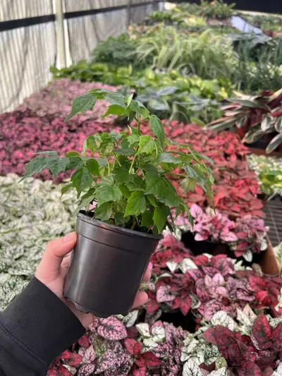 plant/China Doll 4” pot growers choice-5-thumbnail