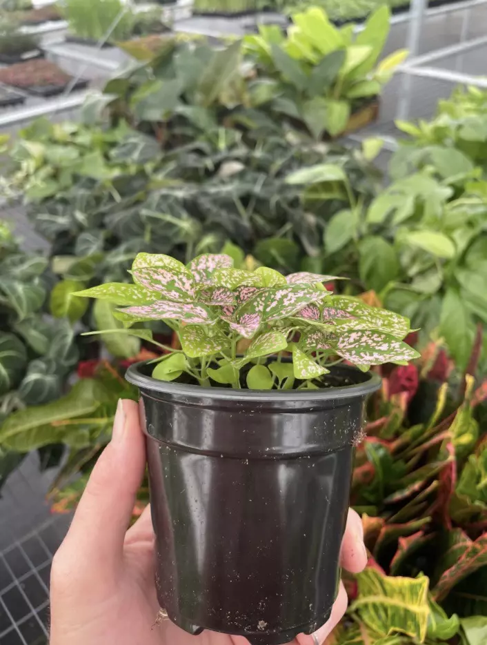 plant/Hypoestes Pink 4” pot growers choice-5