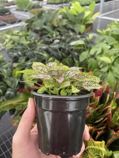 plant/Hypoestes Pink 4” pot growers choice-5-thumbnail