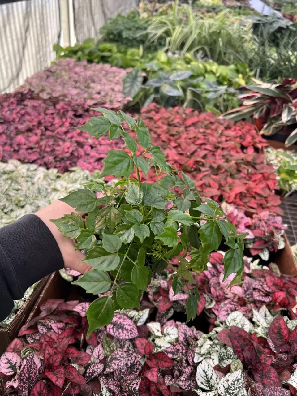 plant/China Doll 4” pot growers choice-1