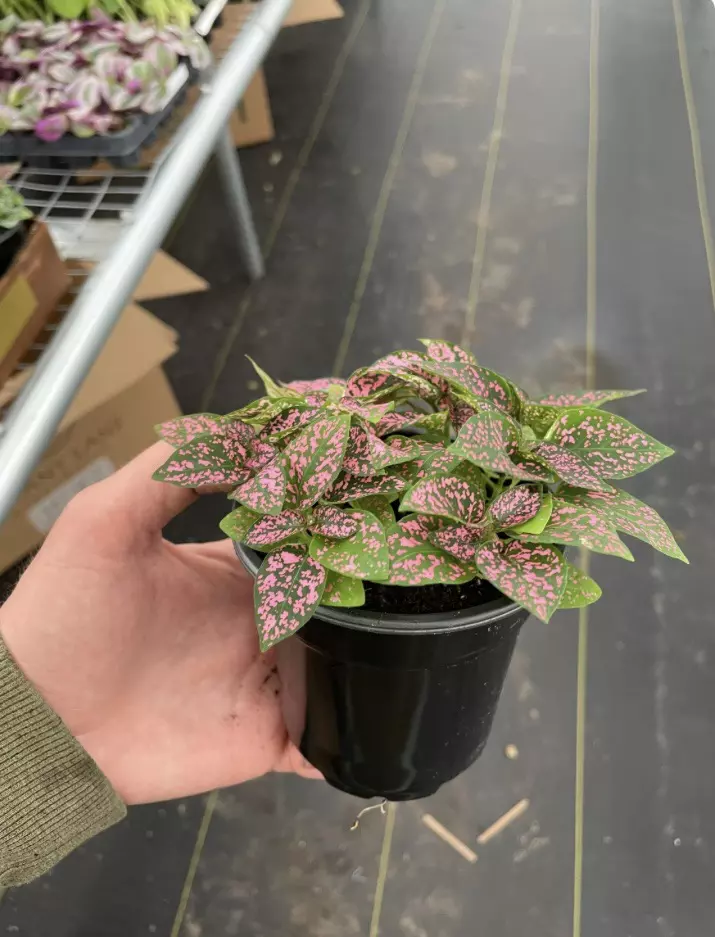 plant/Hypoestes Rose 4” pot growers choice-1