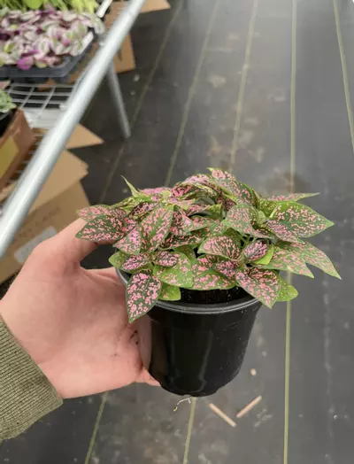 plant/Hypoestes Rose 4” pot growers choice-1-thumbnail