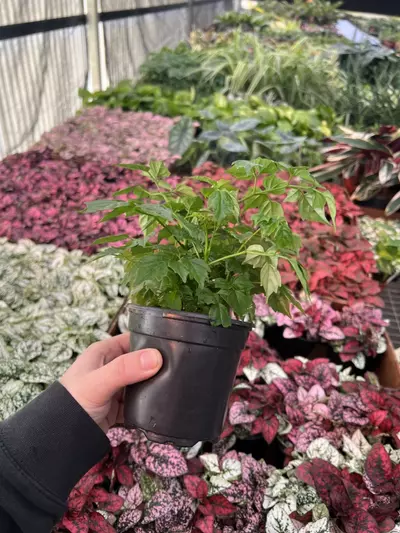 plant/China Doll 4” pot growers choice-4-thumbnail