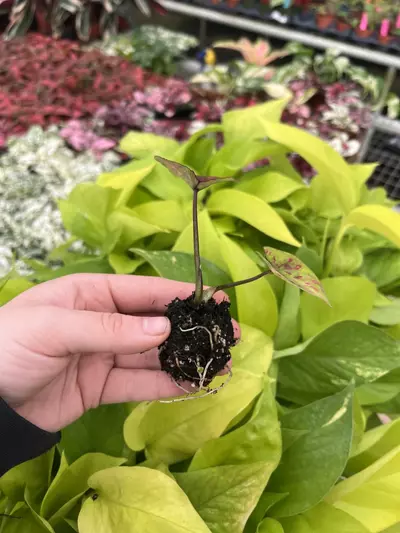 plant/Caladium Thai Red starter plant growers choice-3-thumbnail