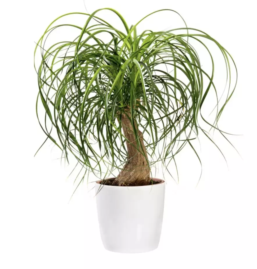 plant/Ponytail Palm starter plant growers choice-0