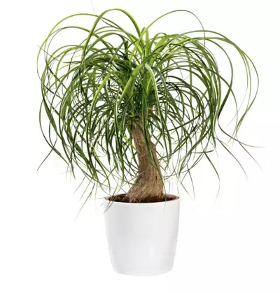 plant/Ponytail Palm starter plant growers choice-0-thumbnail