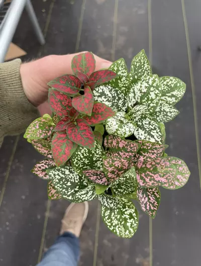 plant/Hypoestes Mixed 4” pot growers choice-4-thumbnail