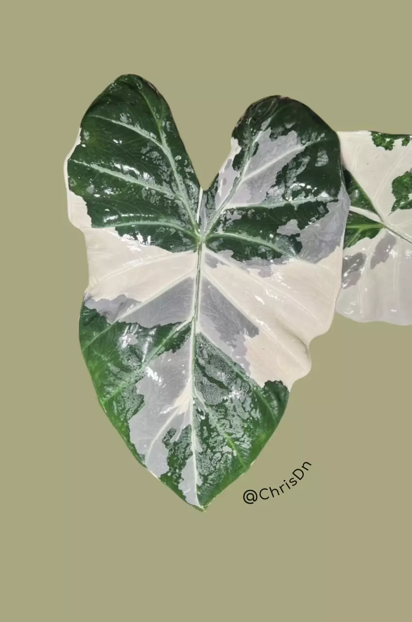 plant/Corm A - Albo Variegated Alocasia Regal Shield-1