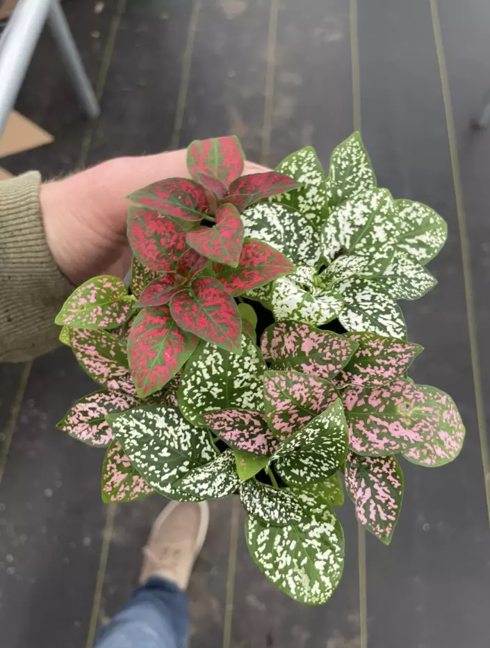 plant/Hypoestes Mixed 4” pot growers choice-1