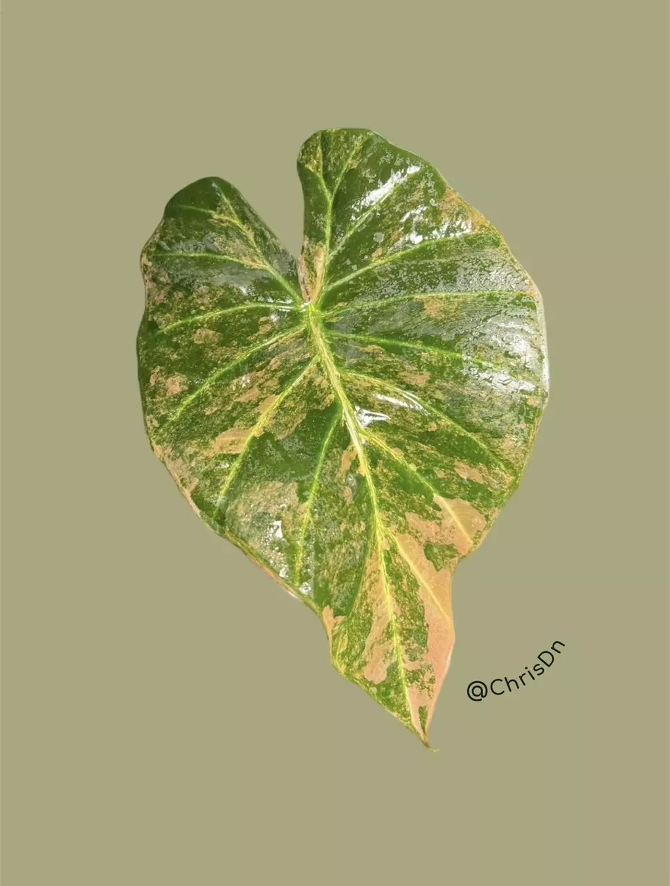 plant/Corm A - Aurea Variegated Alocasia Regal Shield-0
