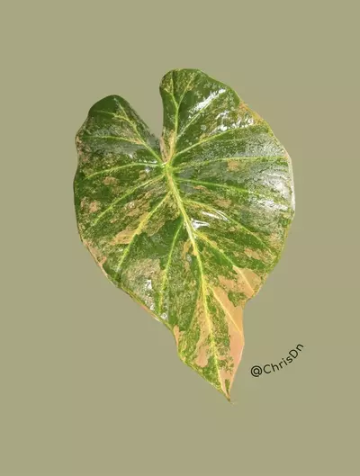 plant/Corm A - Aurea Variegated Alocasia Regal Shield-0-thumbnail