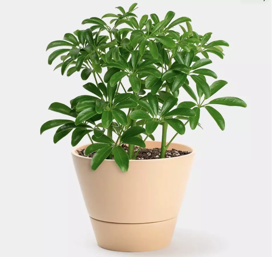 plant/Schefflera Arboricola tarter plant growers choice-0