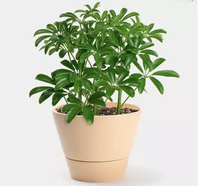 plant/Schefflera Arboricola tarter plant growers choice-0-thumbnail