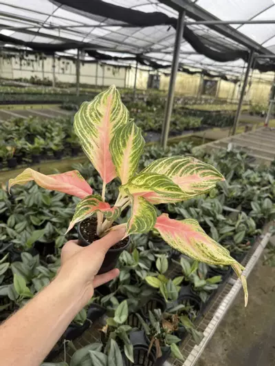 plant/Aglaonema Pink Panama 4” pot growers choice-4-thumbnail