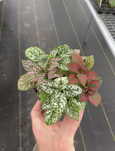 plant/Hypoestes Mixed 4” pot growers choice-2-thumbnail