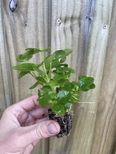 plant/Schefflera Arboricola tarter plant growers choice-1-thumbnail