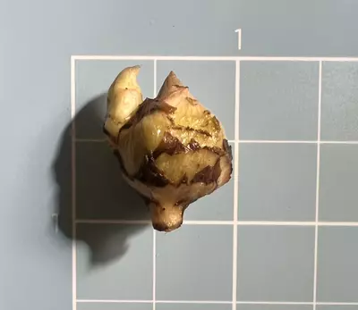 plant/Corm D - Albo Variegated Alocasia Regal Shield-3-thumbnail