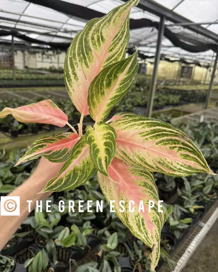 plant/Aglaonema Pink Panama 4” pot growers choice-0